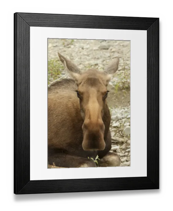 Framed Print : Old or sick cow, female moose, elk -Alces alces-, about to die on the shore of Wind River, Peel Watershed, Yukon Territory, Canada Framed Print : Old or sick cow, female moose, elk -Alces alces-, about to die on the shore of Wind River, Peel Watershed, Yukon Territory, Canada