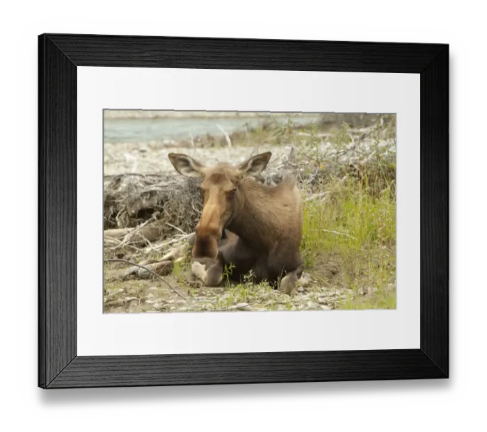 Framed Print : Old or sick cow, female moose, elk -Alces alces-, about to die on the shore of Wind River, Peel Watershed, Yukon Territory, Canada Framed Print : Old or sick cow, female moose, elk -Alces alces-, about to die on the shore of Wind River, Peel Watershed, Yukon Territory, Canada