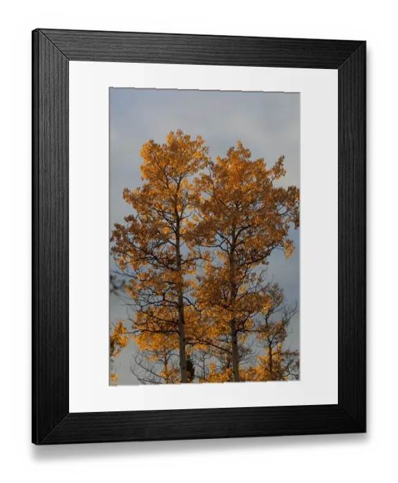 Framed Print : Quaking Aspens, Trembling Aspens -Populus tremuloides-, leaves in fall colours, Indian Summer, autumn, Yukon Territory, Canada Framed Print : Quaking Aspens, Trembling Aspens -Populus tremuloides-, leaves in fall colours, Indian Summer, autumn, Yukon Territory, Canada