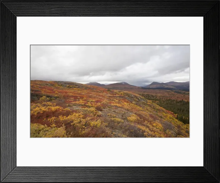 Framed Print : Subalpine tundra, Indian summer, autumn, near Fish Lake, Yukon Territory, Canada Framed Print : Subalpine tundra, Indian summer, autumn, near Fish Lake, Yukon Territory, Canada