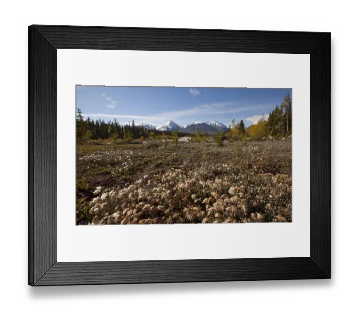 Framed Print : Cotton grass at Quill Creek, autumn, fall colours, Indian summer, St. Elias Mountains, Kluane National Park and Reserve behind, Yukon Territory, Canada Framed Print : Cotton grass at Quill Creek, autumn, fall colours, Indian summer, St. Elias Mountains, Kluane National Park and Reserve behind, Yukon Territory, Canada
