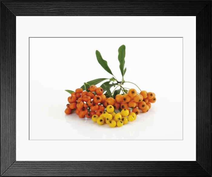 Framed Print : Orange and yellow Firethorn -Pyracantha- Framed Print : Orange and yellow Firethorn -Pyracantha-