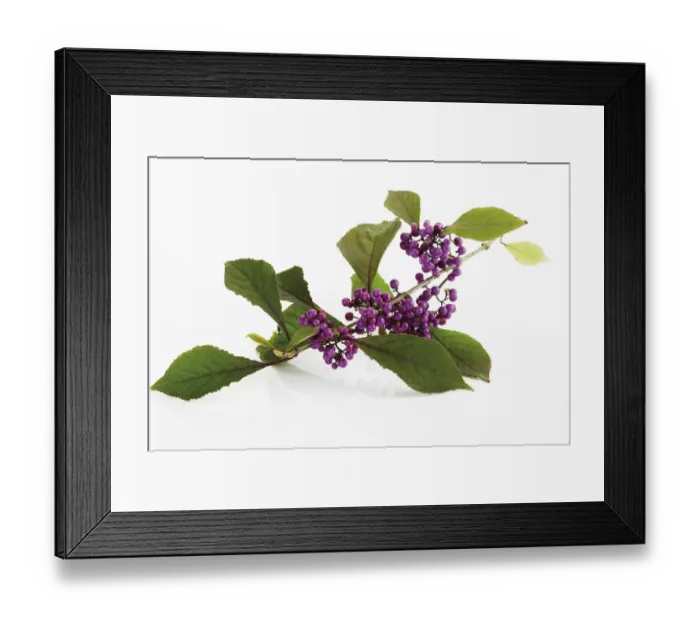 Framed Print : Beautyberry -Callicarpa giraldii-