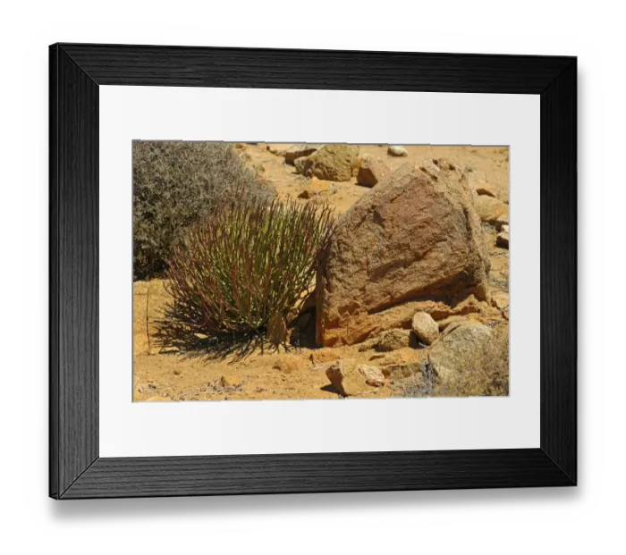 Framed Print : Euphorbia gregaria, Goegap Nature Reserve, Namaqualand, South Africa, Africa Framed Print : Euphorbia gregaria, Goegap Nature Reserve, Namaqualand, South Africa, Africa