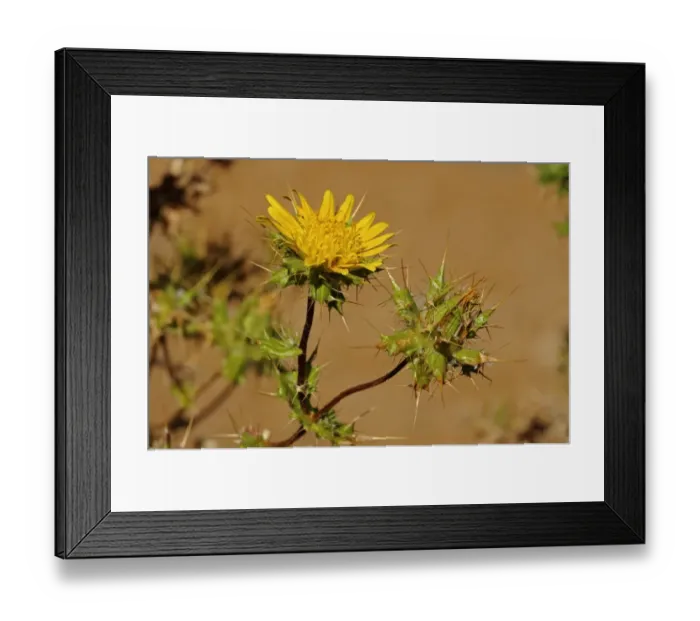 Framed Print : Berkheya sp. Goegap Nature Reserve, Namaqualand, South Africa, Africa Framed Print : Berkheya sp. Goegap Nature Reserve, Namaqualand, South Africa, Africa
