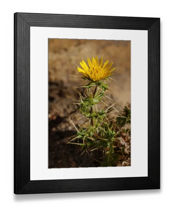 Framed Print : Berkheya sp. Goegap Nature Reserve, Namaqualand, South Africa, Africa