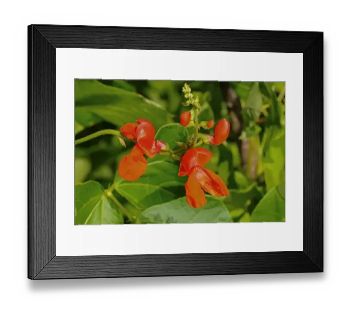 Framed Print : Scarlet runner bean -Phaseolus coccineus-, flower, Europe Framed Print : Scarlet runner bean -Phaseolus coccineus-, flower, Europe
