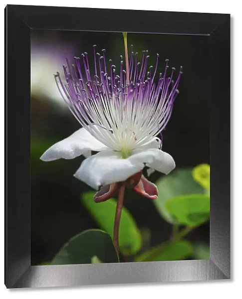 Caper bush -Capparis spinosa-, flower, Europe