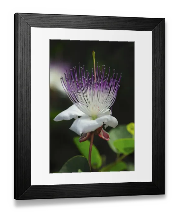 Framed Print : Caper bush -Capparis spinosa-, flower, Europe