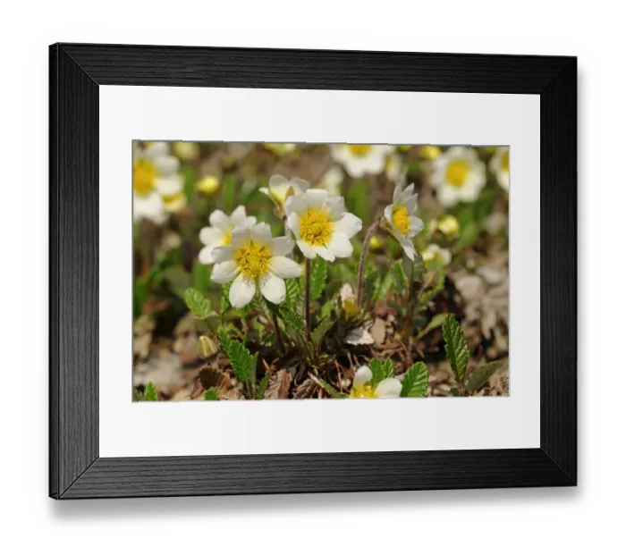 Framed Print : White Avens or dryas -Dryas octopetala-, Northern Europe