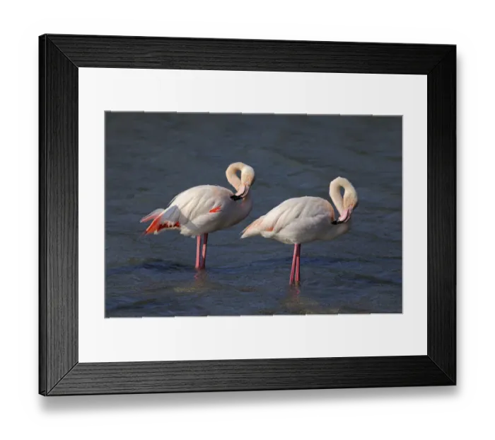 Framed Print : Two Greater Flamingos -Phoenicopterus roseus-, preening, Camargue, France, Europe Framed Print : Two Greater Flamingos -Phoenicopterus roseus-, preening, Camargue, France, Europe
