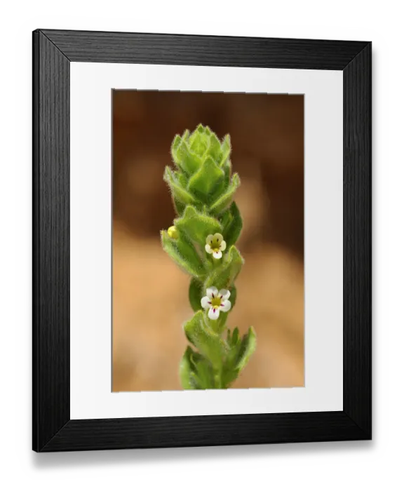 Framed Print : Oftia africana, Goegap Nature Reserve, Namaqualand, South Africa Framed Print : Oftia africana, Goegap Nature Reserve, Namaqualand, South Africa
