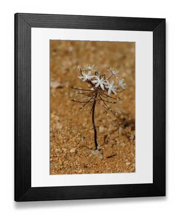Framed Print : Blue Star Squill -Scilla sp. - Goegap Nature Reserve, Namaqualand, South Africa