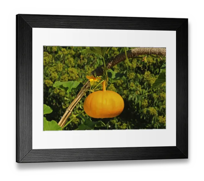 Framed Print : Pumpkin flower and Pumpkin -Cucurbita maxima-, Europe Framed Print : Pumpkin flower and Pumpkin -Cucurbita maxima-, Europe