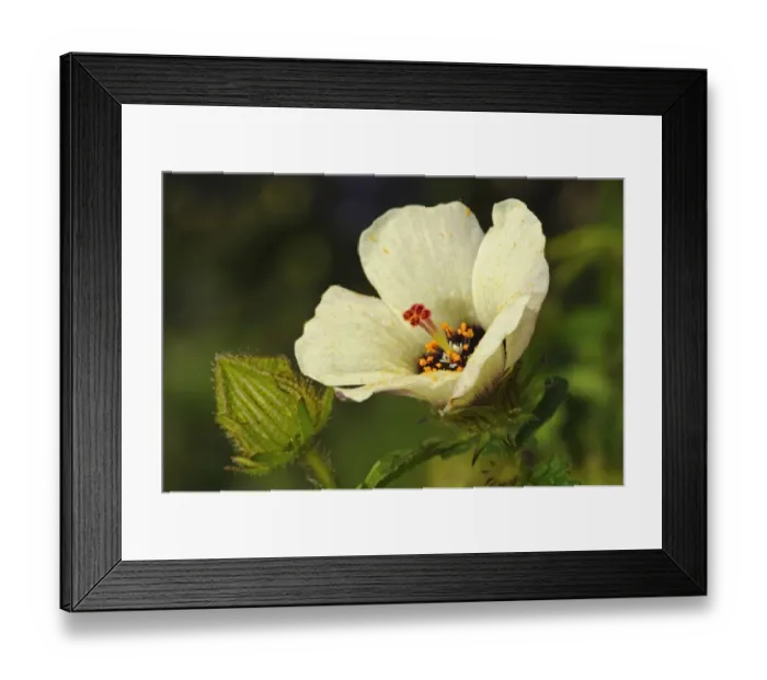 Framed Print : Flower-of-an-Hour -Hibiscus trionum-, Europe Framed Print : Flower-of-an-Hour -Hibiscus trionum-, Europe