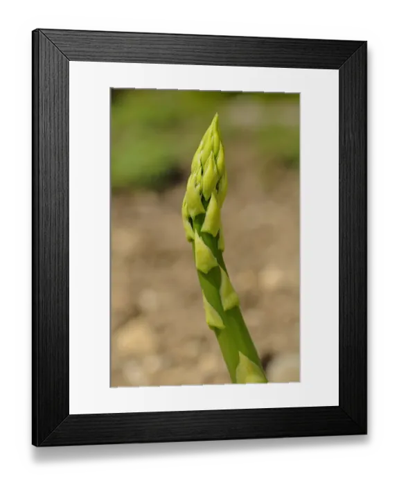 Framed Print : Asparagus -Asparagus officinalis-, Europe