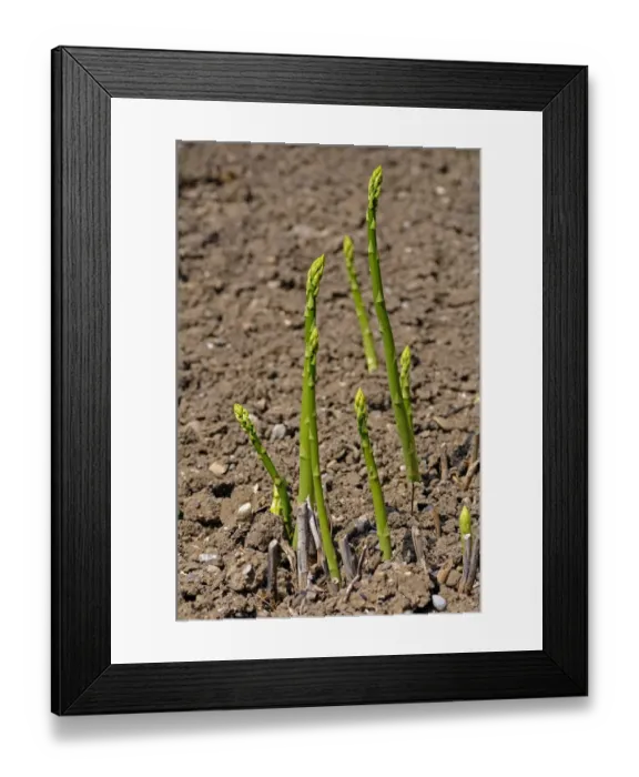 Framed Print : Asparagus -Asparagus officinalis-, Europe Framed Print : Asparagus -Asparagus officinalis-, Europe