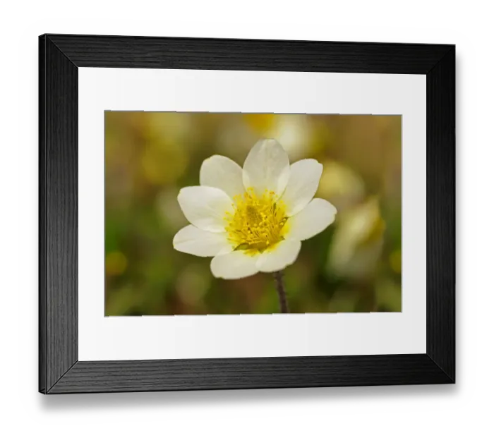 Framed Print : White Mountain Avens or White Dryas -Dryas octopetala-, national flower of Iceland and official territorial flower of the Swedish province of Lapland, Sweden, Europe Framed Print : White Mountain Avens or White Dryas -Dryas octopetala-, national flower of Iceland and official territorial flower of the Swedish province of Lapland, Sweden, Europe