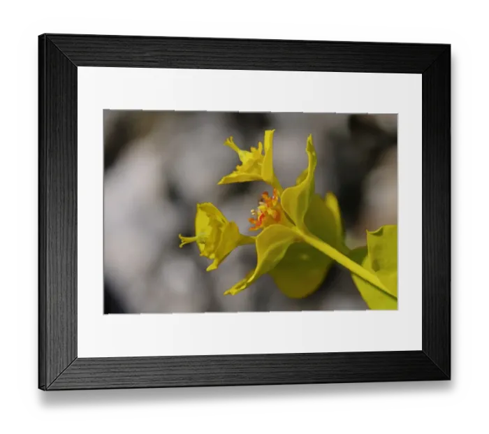 Framed Print : Cyathia of Gopher Spurge or Upright Myrtle Spurge -Euphorbia rigida-, Mediterranean region Framed Print : Cyathia of Gopher Spurge or Upright Myrtle Spurge -Euphorbia rigida-, Mediterranean region