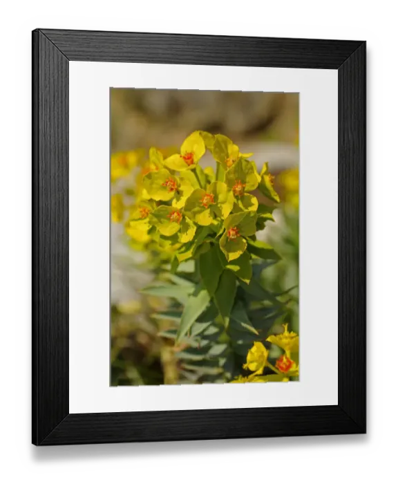 Framed Print : Gopher Spurge or Upright Myrtle Spurge -Euphorbia rigida-, Mediterranean region Framed Print : Gopher Spurge or Upright Myrtle Spurge -Euphorbia rigida-, Mediterranean region