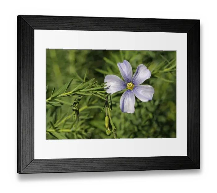 Framed Print : Austrian Flax -Linum austriacum-, Mediterranean Framed Print : Austrian Flax -Linum austriacum-, Mediterranean