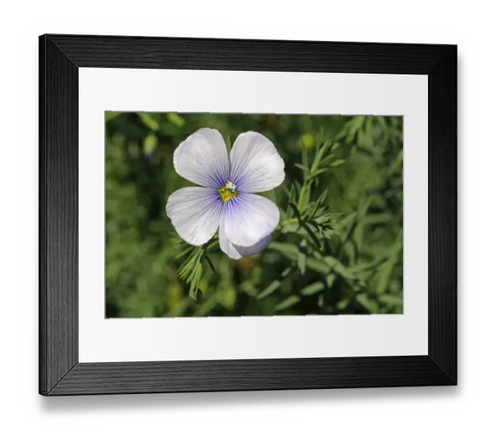 Framed Print : Austrian Flax -Linum austriacum-, Mediterranean Framed Print : Austrian Flax -Linum austriacum-, Mediterranean