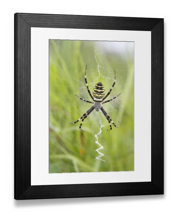 Framed Print : Wasp Spider -Argiope bruennichi-, on web, Neunkirchen, Siegerland, North Rhine-Westphalia, Germany, Europe Framed Print : Wasp Spider -Argiope bruennichi-, on web, Neunkirchen, Siegerland, North Rhine-Westphalia, Germany, Europe