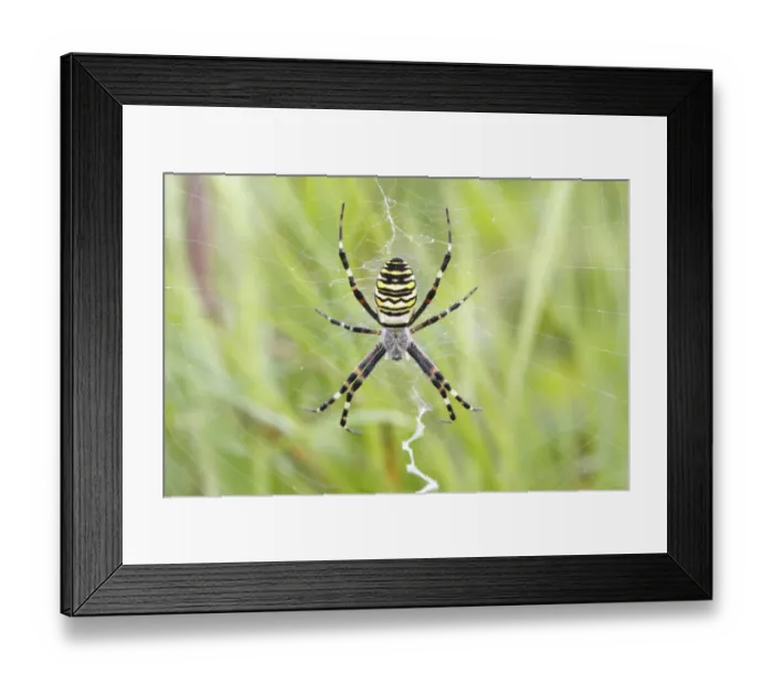 Framed Print : Wasp Spider -Argiope bruennichi-, on web, Neunkirchen, Siegerland, North Rhine-Westphalia, Germany, Europe Framed Print : Wasp Spider -Argiope bruennichi-, on web, Neunkirchen, Siegerland, North Rhine-Westphalia, Germany, Europe