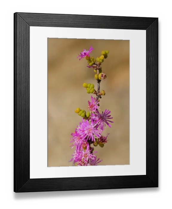 Framed Print : Ruschia sp. Goegap Nature Reserve, Namaqualand, South Africa Framed Print : Ruschia sp. Goegap Nature Reserve, Namaqualand, South Africa