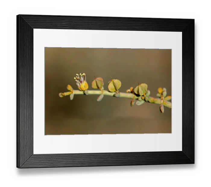 Framed Print : Zygophyllum retrofactrum, Goegap Nature Reserve, Namaqualand, South Africa