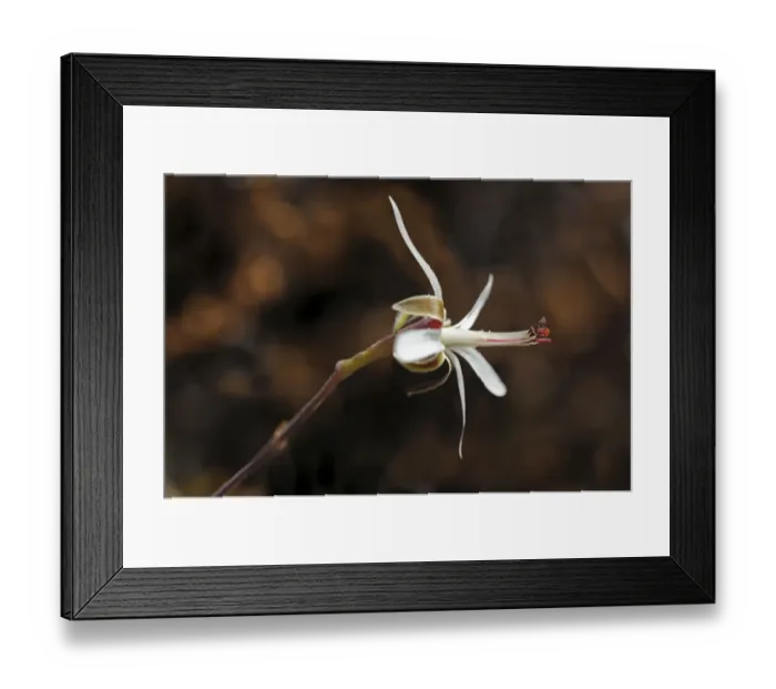 Framed Print : Pelargonium dasyphyllum, Goegap Nature Reserve, Namaqualand, South Africa, Africa
