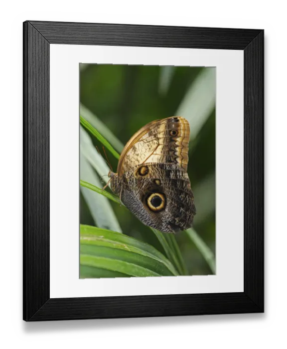 Framed Print : Owl Butterfly -Caligo eurilochus-, tropical butterfly, South America Framed Print : Owl Butterfly -Caligo eurilochus-, tropical butterfly, South America