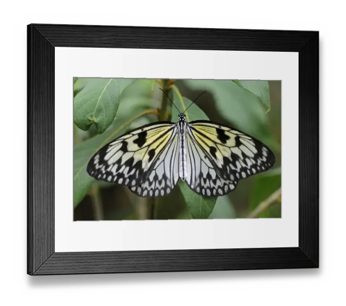 Framed Print : Paper Kite or Large Tree Nymph -Idea leuconoe-, tropical butterfly, Asia Framed Print : Paper Kite or Large Tree Nymph -Idea leuconoe-, tropical butterfly, Asia