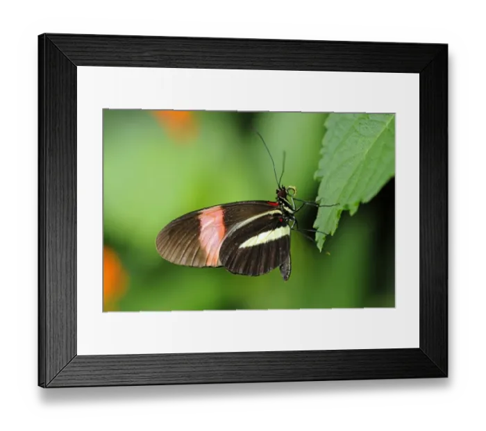 Framed Print : Postman Butterfly -Heliconius melpomene-, tropical butterfly, South America