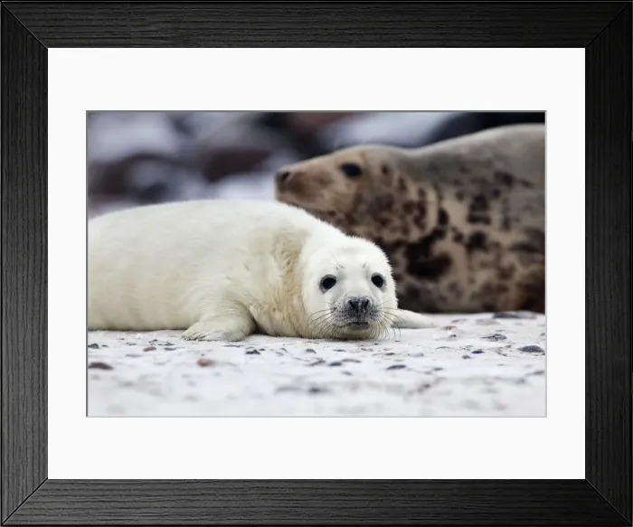 Framed Print : Grey Seal -Halichoerus grypus-, Heligoland Duene, Schleswig-Holstein, Germany, Europe Framed Print : Grey Seal -Halichoerus grypus-, Heligoland Duene, Schleswig-Holstein, Germany, Europe