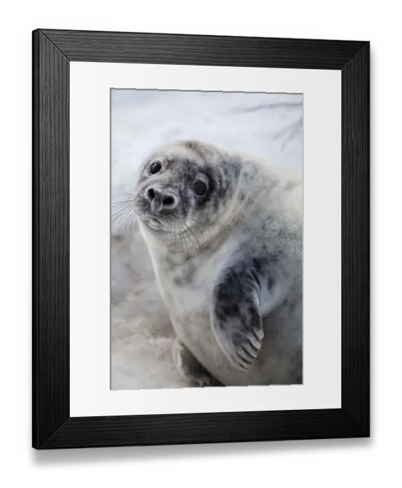Framed Print : Grey Seal -Halichoerus grypus-, Helgoland Dunes, Schleswig-Holstein, Germany, Europe