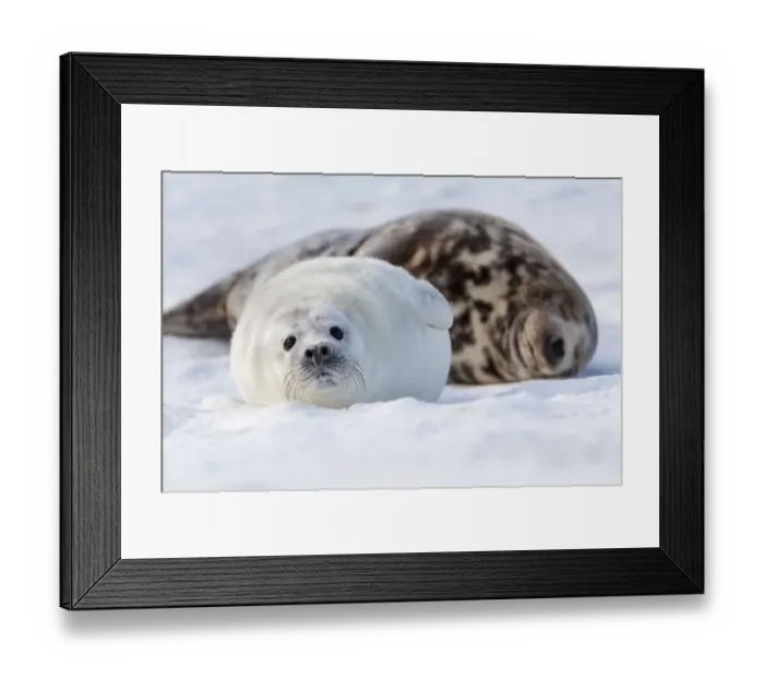 Framed Print : Grey Seal -Halichoerus grypus- with a cub, Helgoland Dunes, Schleswig-Holstein, Germany, Europe Framed Print : Grey Seal -Halichoerus grypus- with a cub, Helgoland Dunes, Schleswig-Holstein, Germany, Europe