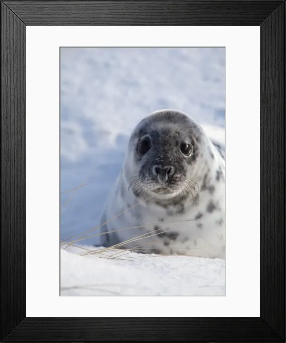 Framed Print : Grey Seal -Halichoerus grypus-, Helgoland Dunes, Schleswig-Holstein, Germany, Europe