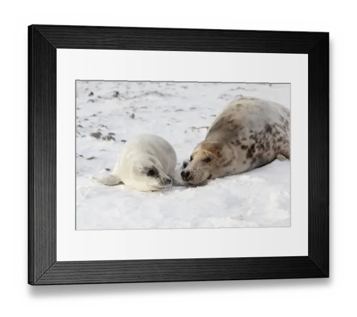 Framed Print : Grey Seal -Halichoerus grypus- with a cub, Helgoland Dunes, Schleswig-Holstein, Germany, Europe Framed Print : Grey Seal -Halichoerus grypus- with a cub, Helgoland Dunes, Schleswig-Holstein, Germany, Europe