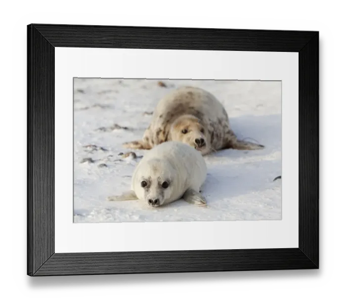 Framed Print : Grey Seal -Halichoerus grypus- with a cub, Helgoland Dunes, Schleswig-Holstein, Germany, Europe Framed Print : Grey Seal -Halichoerus grypus- with a cub, Helgoland Dunes, Schleswig-Holstein, Germany, Europe