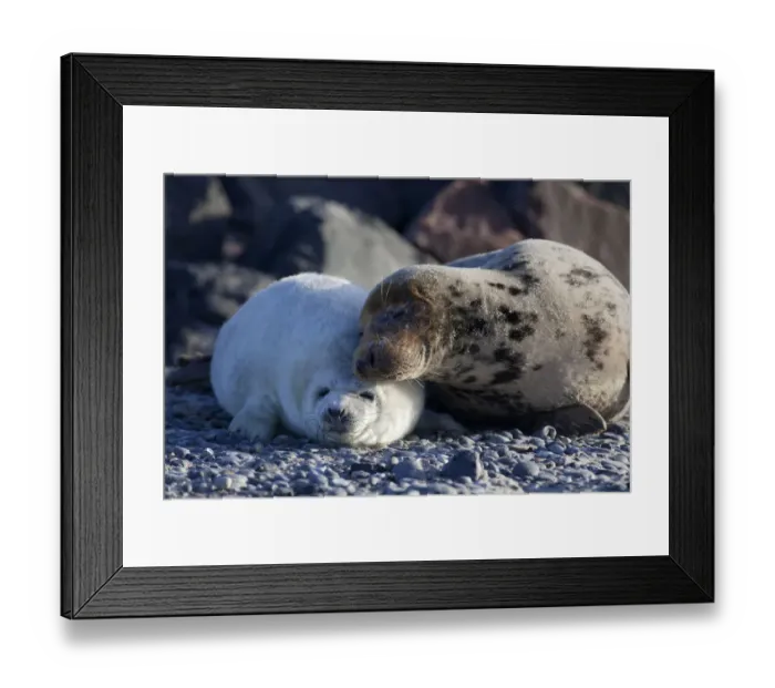 Framed Print : Grey Seal -Halichoerus grypus-, Helgoland Dunes, Schleswig-Holstein, Germany, Europe Framed Print : Grey Seal -Halichoerus grypus-, Helgoland Dunes, Schleswig-Holstein, Germany, Europe