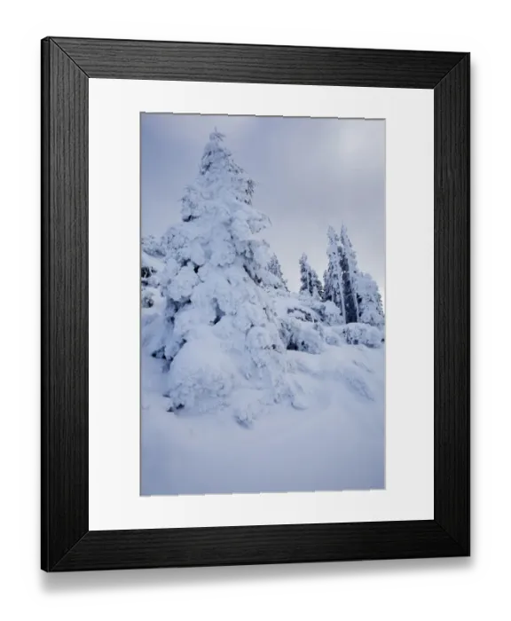 Framed Print : Winter forest, Benediktbeuern, Bavaria, Germany, Europe