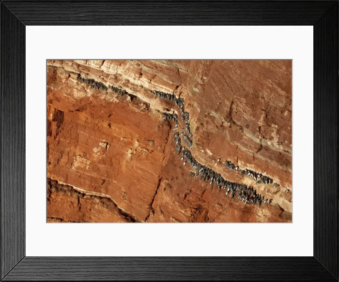 Framed Print : Guillemots, murres -Uria- on the Lummenfelsen cliff, Helgoland, Schleswig-Holstein, Germany, Europe Framed Print : Guillemots, murres -Uria- on the Lummenfelsen cliff, Helgoland, Schleswig-Holstein, Germany, Europe