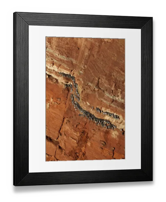 Framed Print : Guillemots, murres -Uria- on the Lummenfelsen cliff, Helgoland, Schleswig-Holstein, Germany, Europe Framed Print : Guillemots, murres -Uria- on the Lummenfelsen cliff, Helgoland, Schleswig-Holstein, Germany, Europe