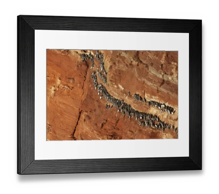 Framed Print : Guillemots, murres -Uria- on the Lummenfelsen cliff, Helgoland, Schleswig-Holstein, Germany, Europe Framed Print : Guillemots, murres -Uria- on the Lummenfelsen cliff, Helgoland, Schleswig-Holstein, Germany, Europe