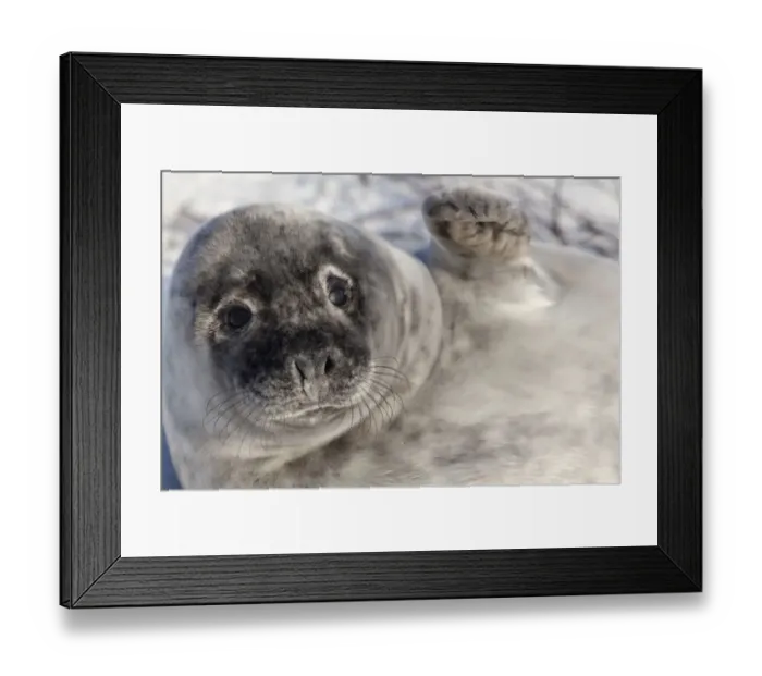 Framed Print : Grey seal -Halichoerus grypus-, Helgoland, Schleswig-Holstein, Germany, Europe Framed Print : Grey seal -Halichoerus grypus-, Helgoland, Schleswig-Holstein, Germany, Europe