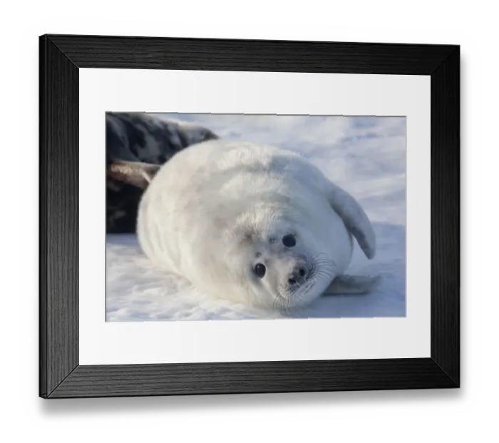 Framed Print : Grey seal -Halichoerus grypus-, Helgoland, Schleswig-Holstein, Germany, Europe Framed Print : Grey seal -Halichoerus grypus-, Helgoland, Schleswig-Holstein, Germany, Europe