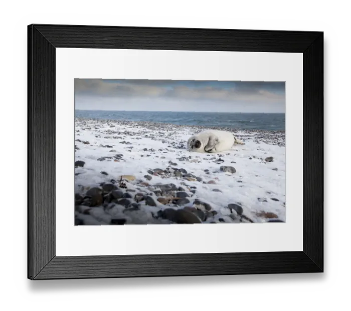 Framed Print : Grey seal -Halichoerus grypus-, Helgoland, Schleswig-Holstein, Germany, Europe Framed Print : Grey seal -Halichoerus grypus-, Helgoland, Schleswig-Holstein, Germany, Europe