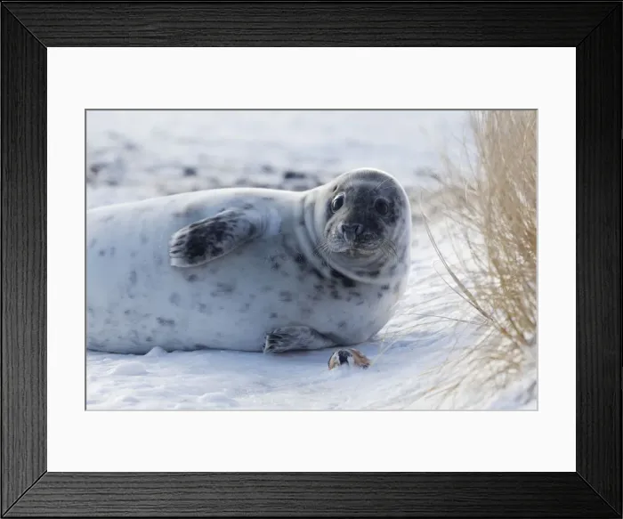 Framed Print : Grey seal -Halichoerus grypus-, Helgoland, Schleswig-Holstein, Germany, Europe Framed Print : Grey seal -Halichoerus grypus-, Helgoland, Schleswig-Holstein, Germany, Europe