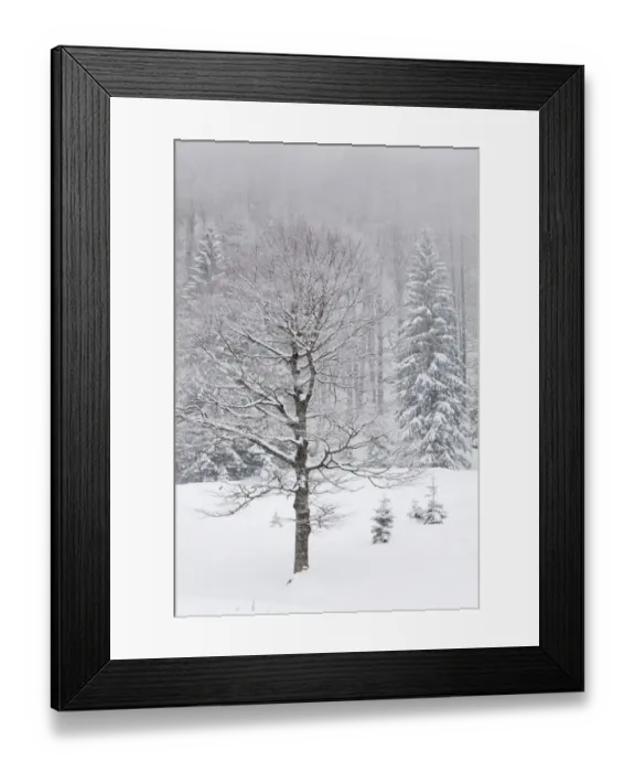 Framed Print : Snow covered trees in winter, Benediktbeuern, Bavaria, Germany, Europe Framed Print : Snow covered trees in winter, Benediktbeuern, Bavaria, Germany, Europe